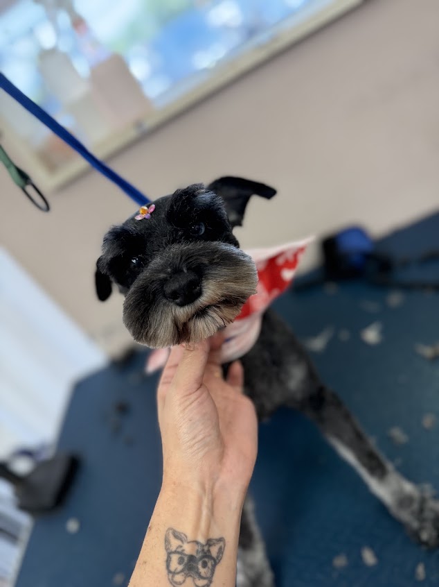 Neat & tidy — Pet Paw Grooming