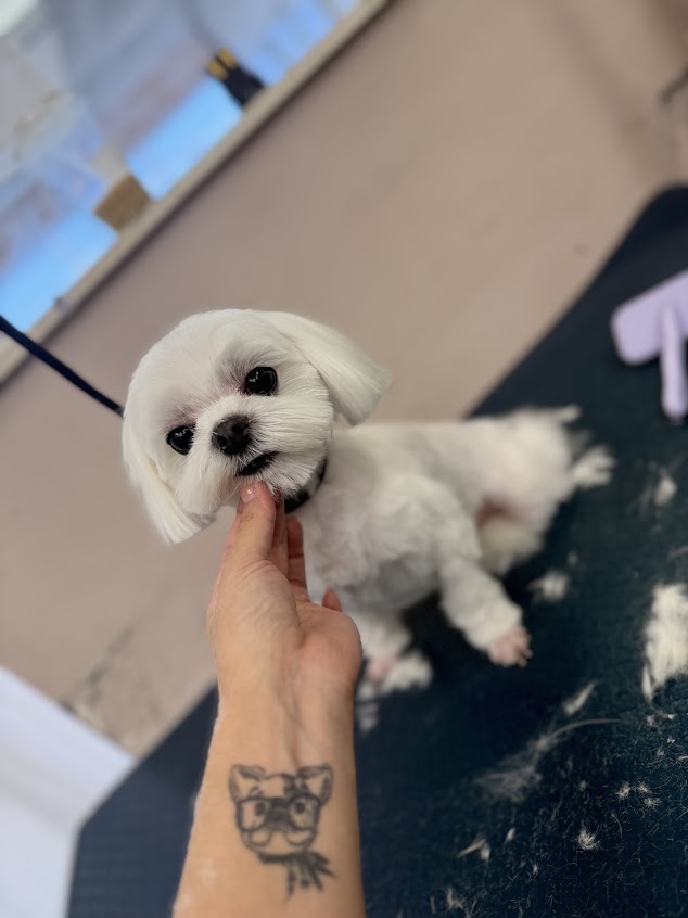 Soft & polished — Pet Paw Grooming