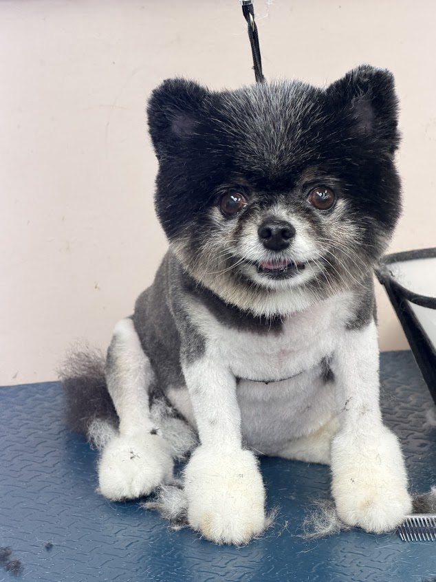 Teddy finish — Pet Paw Grooming