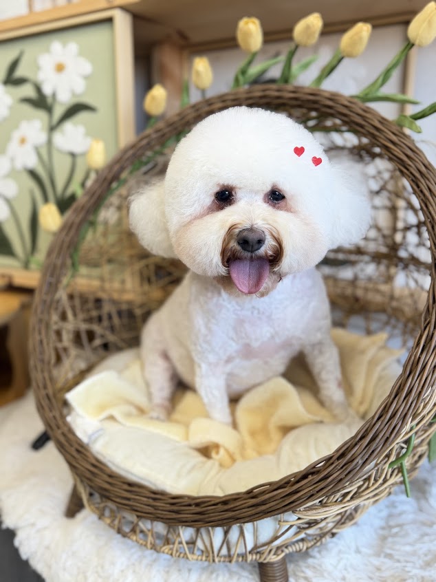 Fluffy & happy — Pet Paw Grooming